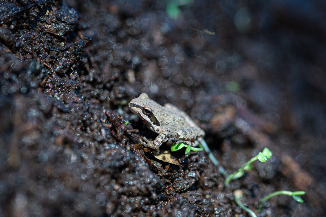 Compost Extract Catalyst BioAmendments